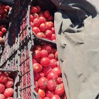 گوجه سبدی 30تومان