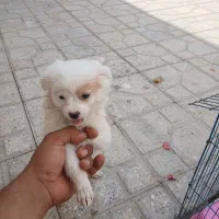 فروش سگی خارجی اصل خانگی