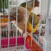 گرینچیک فروشی