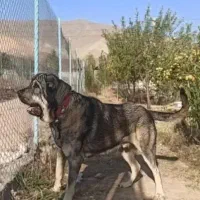 سگ پژدر و یا عراقی