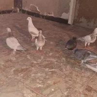 چند تا سرور