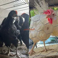 قربانی مرغ و خروس سیاه و سفیدغیرحضوری باارسال فیلم