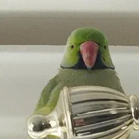 طوطی ملنگو