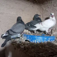 کبوتر