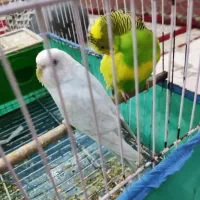 مرغ عشق|پرنده|کارون, |دیوار