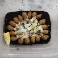 فروش حلزون