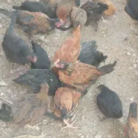 باریک خروس