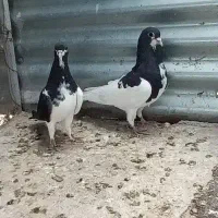 کبوتر شهری بهبهانی