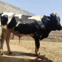 فروش گاو و گـوساله