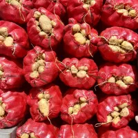 خریدار بذر سیب زمینی
