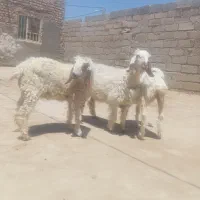 سه تا بره ماده مری
