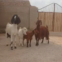 بزبابزغاله