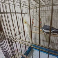 یک جفت عروس هلندی