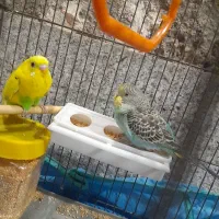 مرغ عشق
