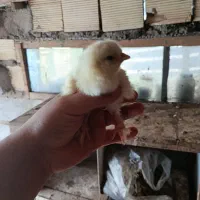 جوجه برهما رومانی اصیل