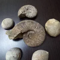 فسیل امونیت  و خارپوست دریایی