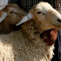 گوسفند زنده ارگانیک بشرط پخت تضمینی نصف گوشت