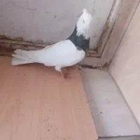 کبوتر طوقی نر