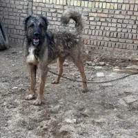 سگ سرابی