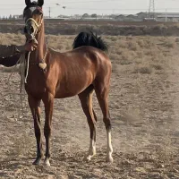 اسب|اسب و تجهیزات اسبسواری|اصفهان, اندوان|دیوار