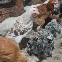 فروش مرغ محلی