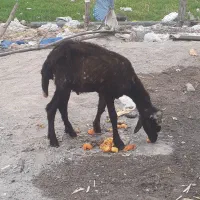 نر ب ر ه گوسفند فقط
