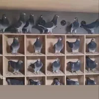 کبوتر