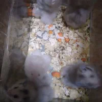 همستر های ۲ماهه