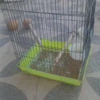 قفس پرنده