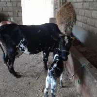 فروش گاو