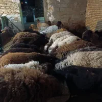 میش زاییده گوسفند بره ماده