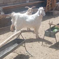 کهره چاق