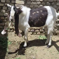 قربانی|حیوانات مزرعه|سراوان, |دیوار