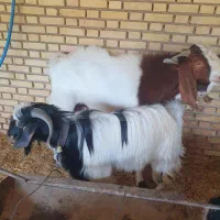 ماده بزونربزیکساله