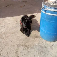 سگ ژرمن بلک استثنایی ماده 10 ماهه