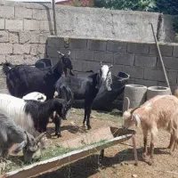 بز چاغ عید قربانی