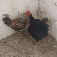 نیمچه خروس