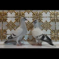 شامی‌کاکلی‌اوکازیون