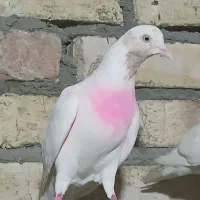 کفتر ماده ماهرو  ۴عدد  نرماهروکاکلی فروش یکجا یکجا
