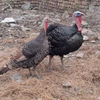 ماده‌ بوقلمون برنزه  جوجه خروس