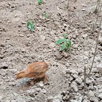 یک عدد جوجه محلی
