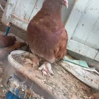 یک جفت جوجه کبوتر