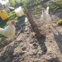 مرغ و خروس