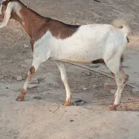 بزابستن سنگین گیسه مایه