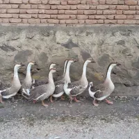 ۸عدد.قوغازاوکراینی سنگین وزن به فروش میرسد