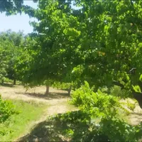 باغ میوه به متراژ ۶۰۰۰ متر