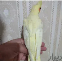 تعدادی عروس هلندی ازتولید به مصرف