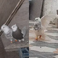 کبوتر طوقی