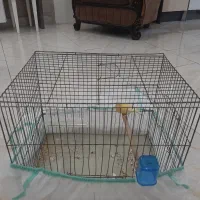قناری ماده اماده تخم گذاری