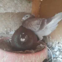 کفترسوسکی بزک و اوقون جوفگاه